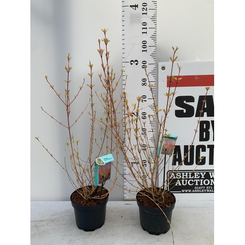 189 - TWO CORNUS SANGUINEA 'MIDWINTER FIRE' IN 4 LTR POTS APPROX 1 METRE IN HEIGHT PLUS VAT TO BE SOLD FOR... 