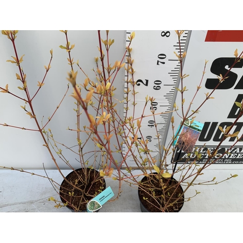 189 - TWO CORNUS SANGUINEA 'MIDWINTER FIRE' IN 4 LTR POTS APPROX 1 METRE IN HEIGHT PLUS VAT TO BE SOLD FOR... 