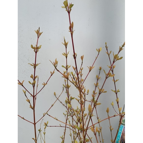 189 - TWO CORNUS SANGUINEA 'MIDWINTER FIRE' IN 4 LTR POTS APPROX 1 METRE IN HEIGHT PLUS VAT TO BE SOLD FOR... 