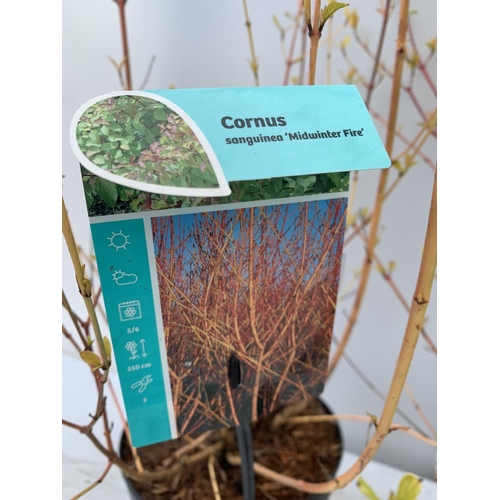 189 - TWO CORNUS SANGUINEA 'MIDWINTER FIRE' IN 4 LTR POTS APPROX 1 METRE IN HEIGHT PLUS VAT TO BE SOLD FOR... 