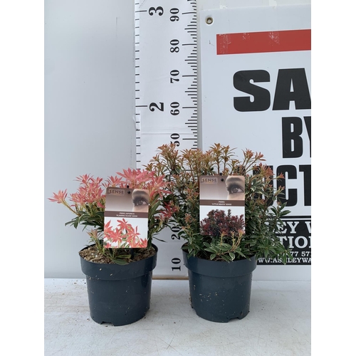 19 - TWO PIERIS JAPONICA LITTLE HEATH AND FLAMING SILVER  IN 3 LTR POTS 45CM TALL PLUS VAT TO BE SOLD FOR... 