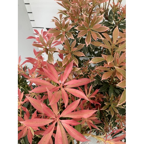 19 - TWO PIERIS JAPONICA LITTLE HEATH AND FLAMING SILVER  IN 3 LTR POTS 45CM TALL PLUS VAT TO BE SOLD FOR... 