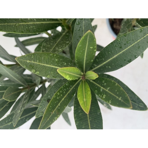 191 - THREE OLEANDER NERIUM APPROX 50CM TALL IN 1 LTR POTS PLUS VAT TO BE SOLD FOR THE THREE