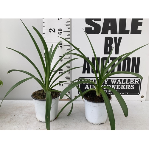 192 - TWO AGAPANTHUS AFRICANUS ALBUS IN 2 LTR POTS APPROX 50CM IN HEIGHT PLUS VAT TO BE SOLD FOR THE TWO