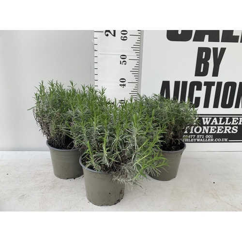 193 - THREE LAVENDER PLANTS IN 2 LTR POTS APPROX 35CM IN HEIGHT PLUS VAT TO BE SOLD FOR THE THREE