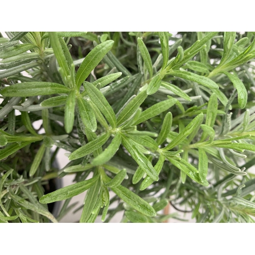 193 - THREE LAVENDER PLANTS IN 2 LTR POTS APPROX 35CM IN HEIGHT PLUS VAT TO BE SOLD FOR THE THREE