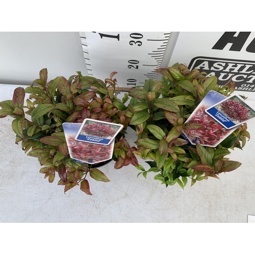 198 - TWO LEUCOTHOE ZEBLID IN 2 LTR POTS 35CM TALL PLUS VAT TO BE SOLD FOR THE TWO