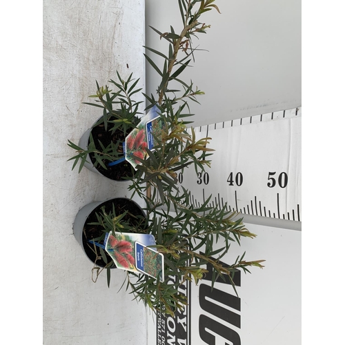 199 - TWO CALLISTEMON LAEVIS IN 2 LTR POTS 50CM TALL PLUS VAT TO BE SOLD FOR THE TWO