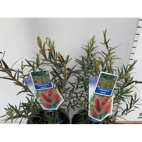 199 - TWO CALLISTEMON LAEVIS IN 2 LTR POTS 50CM TALL PLUS VAT TO BE SOLD FOR THE TWO