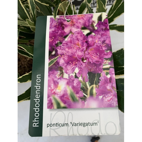 20 - TWO RHODODENDRON PONTICUM AND VARIEGATUM AND MARCEL MENARD IN 5 LTR POTS 60CM TALL PLUS VAT TO BE SO... 