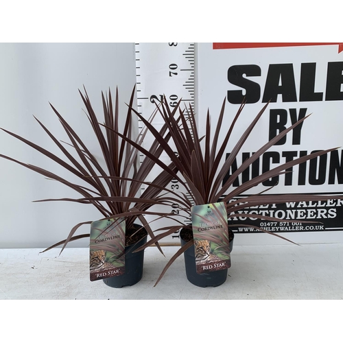 200 - TWO CORDYLINE AUSTRALIS RED STAR IN 2 LTR POTS HEIGHT 60CM PLUS VAT TO BE SOLD FOR THE TWO