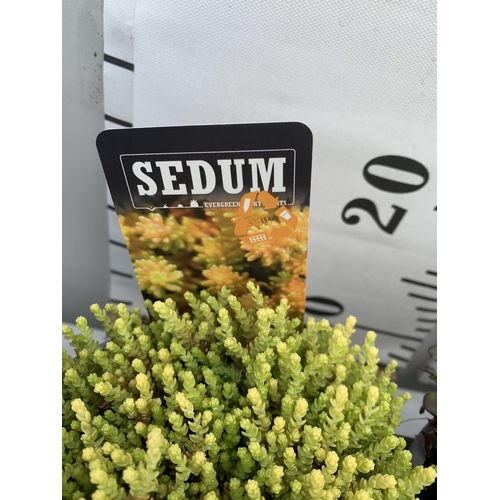 21 - EIGHT VARIOUS EVERGREEN SEDUM IN P14 POTS PLUS VAT TO BE SOLD FOR THE EIGHT