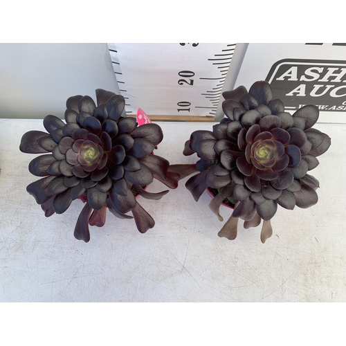 23 - TWO AEONIUM ARBOREUM VELOURS IN 1 LTR POTS 25CM TALL PLUS VAT TO BE SOLD FOR THE TWO