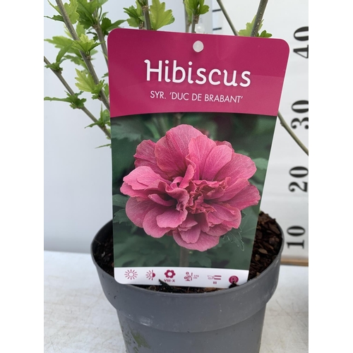 24 - TWO HIBISCUS SYRIACUS DUC DE BRABANT AND HAMABO IN 3 LTR POTS 60CM TALL PLUS VAT TO BE SOLD FOR THE ... 