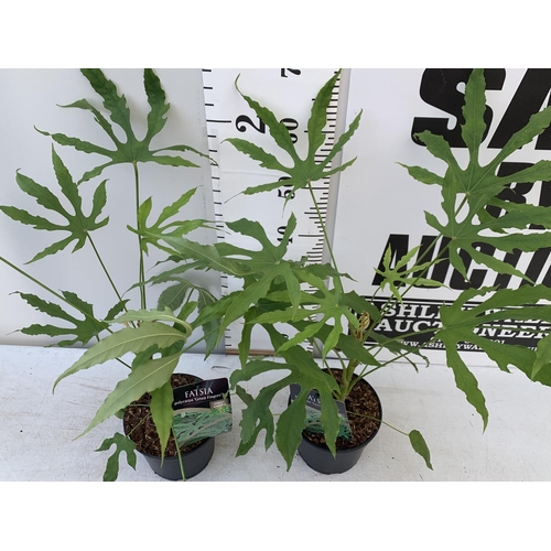 27 - TWO FATSIA JUNGLE GARDEN POLYCARPA GREEN FINGERS IN 2 LTR POTS 70CM TALL PLUS VAT TO BE SOLD FOR THE... 