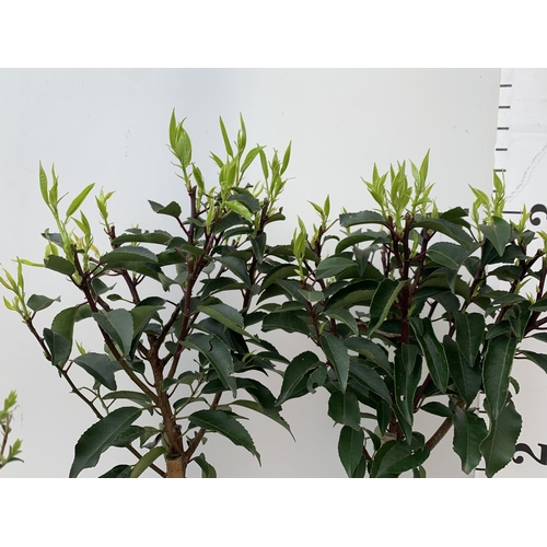 29 - TWO STANDARD PRUNUS LUSITANICA ANGUSTIFOLIA IN 3 LTR POTS HEIGHT 90CM PLUS VAT TO BE SOLD FOR THE PA... 