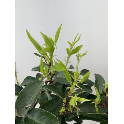 29 - TWO STANDARD PRUNUS LUSITANICA ANGUSTIFOLIA IN 3 LTR POTS HEIGHT 90CM PLUS VAT TO BE SOLD FOR THE PA... 