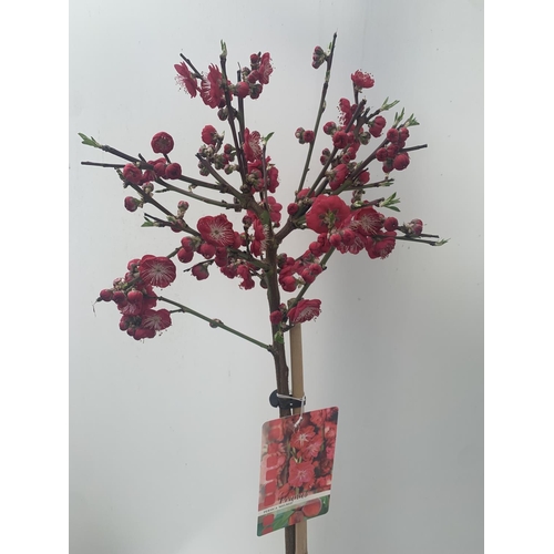 3 - ONE FLOWERING CHERRY PRUNUS PERSICA 'MELRED' RED APPROX 110CM IN HEIGHT IN A 4LTR POT PLUS VAT