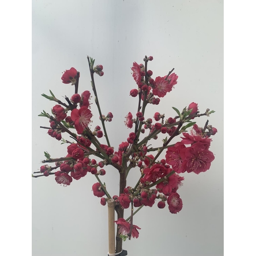 3 - ONE FLOWERING CHERRY PRUNUS PERSICA 'MELRED' RED APPROX 110CM IN HEIGHT IN A 4LTR POT PLUS VAT