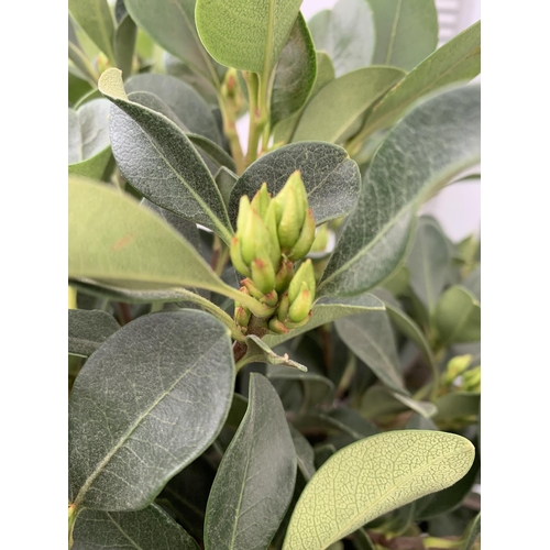 30 - ONE RHAPHIOLEPIS UMBELLATA BUSH APPROX 80CM IN HEIGHT IN A 15 LTR POT PLUS VAT