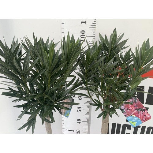 31 - TWO OLEANDER NERIUM STANDARD TREES SIMPLE PINK ' EMILIE' AND PINKISH WHITE 'ALSACE' APPROX 1 METRE T... 