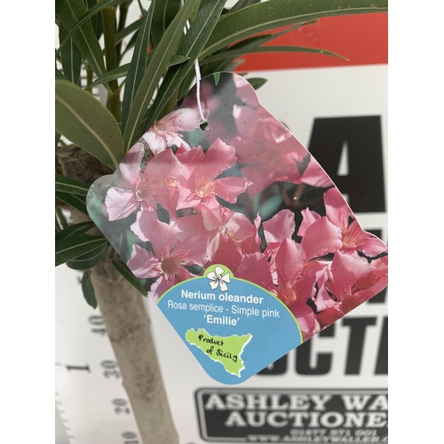 31 - TWO OLEANDER NERIUM STANDARD TREES SIMPLE PINK ' EMILIE' AND PINKISH WHITE 'ALSACE' APPROX 1 METRE T... 