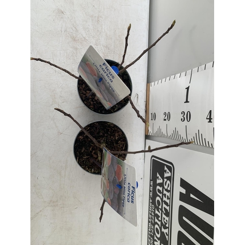 32 - TWO FIG FICUS CARICA 'LITTLE MISS FIGGY' APPROX 35CM IN HEIGHT IN 2 LTR POTS NO VAT TO BE SOLD FOR T... 