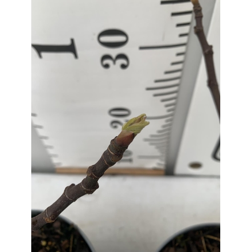 32 - TWO FIG FICUS CARICA 'LITTLE MISS FIGGY' APPROX 35CM IN HEIGHT IN 2 LTR POTS NO VAT TO BE SOLD FOR T... 