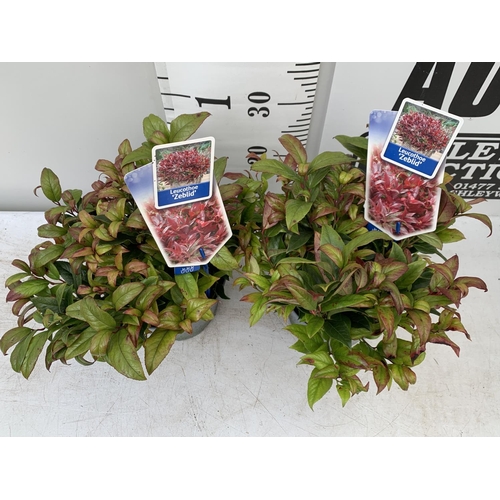 33 - TWO LEUCOTHOE ZEBLID IN 2 LTR POTS 35CM TALL PLUS VAT TO BE SOLD FOR THE TWO