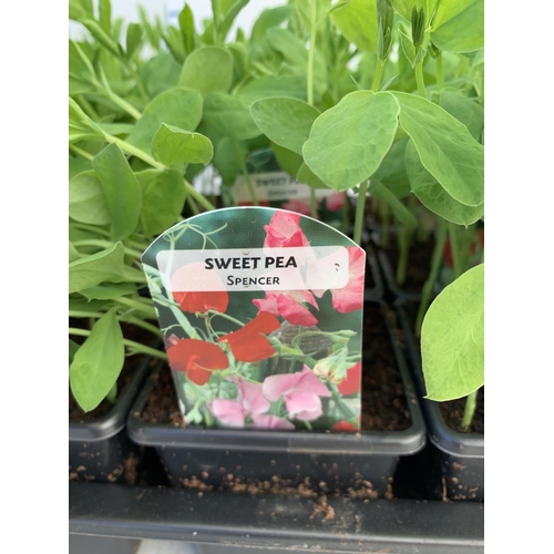 34 - FIFTEEN POTS OF SPENCER SWEET PEAS WITH APPROXIMATELY TWENTY PLANTS IN EACH PLUS VAT TO BE SOLD FOR ... 