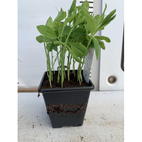 34 - FIFTEEN POTS OF SPENCER SWEET PEAS WITH APPROXIMATELY TWENTY PLANTS IN EACH PLUS VAT TO BE SOLD FOR ... 