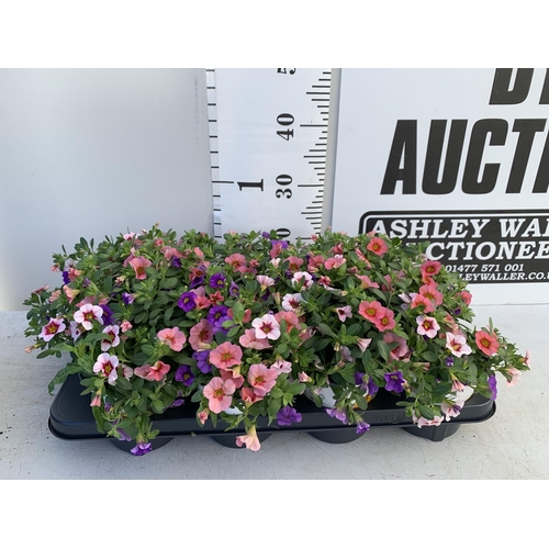 36 - EIGHT POTS CALIBRACHOA TRIOBELLS IN 2 LTR POTS PLUS VAT TO BE SOLD FOR THE EIGHT