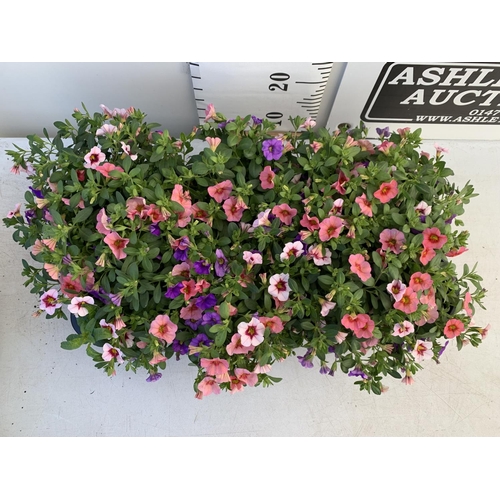 36 - EIGHT POTS CALIBRACHOA TRIOBELLS IN 2 LTR POTS PLUS VAT TO BE SOLD FOR THE EIGHT