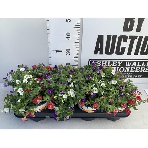 37 - EIGHT POTS CALIBRACHOA TRIOBELLS IN 2 LTR POTS PLUS VAT TO BE SOLD FOR THE EIGHT