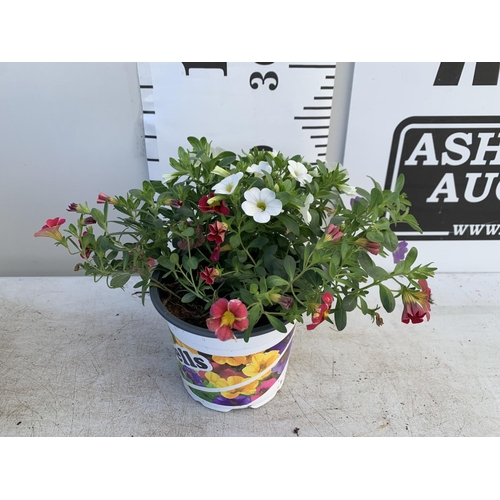 37 - EIGHT POTS CALIBRACHOA TRIOBELLS IN 2 LTR POTS PLUS VAT TO BE SOLD FOR THE EIGHT