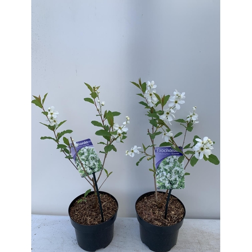 38 - TWO EXOCHORDA BLUSHING PEARL IN 2 LTR POTS APPROX 60CM IN HEIGHT PLUS VAT TO BE SOLD FOR THE TWO