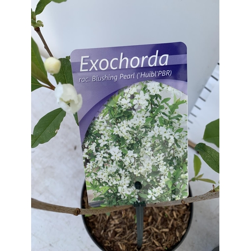 38 - TWO EXOCHORDA BLUSHING PEARL IN 2 LTR POTS APPROX 60CM IN HEIGHT PLUS VAT TO BE SOLD FOR THE TWO