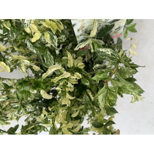 39 - TWO EUONYMUS 'FORTUNEI HARLEQUIN' IN 2 LTR POTS APPROX 50CM IN HEIGHT PLUS VAT TO BE SOLD FOR THE TW... 