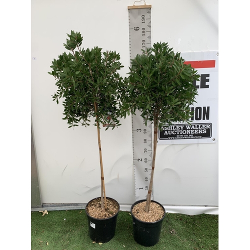 4 - TWO CALLISTEMON BOTTLE BRUSH STANDARD TREES APPROX 170CM IN HEIGHT IN 10 LTR POTS PLUS VAT TO BE SOL... 