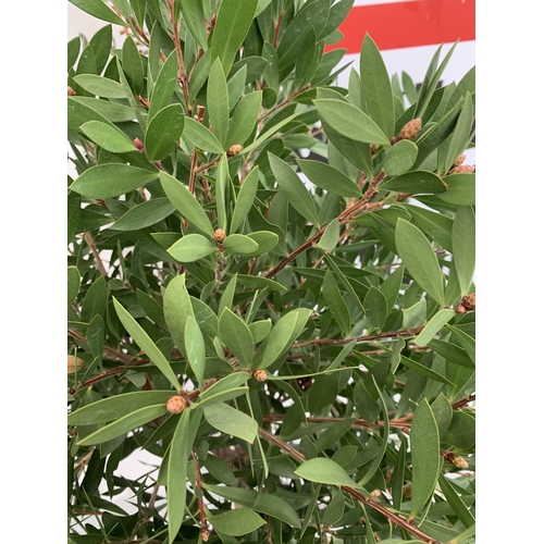 4 - TWO CALLISTEMON BOTTLE BRUSH STANDARD TREES APPROX 170CM IN HEIGHT IN 10 LTR POTS PLUS VAT TO BE SOL... 