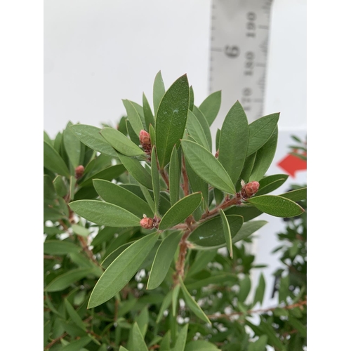 4 - TWO CALLISTEMON BOTTLE BRUSH STANDARD TREES APPROX 170CM IN HEIGHT IN 10 LTR POTS PLUS VAT TO BE SOL... 