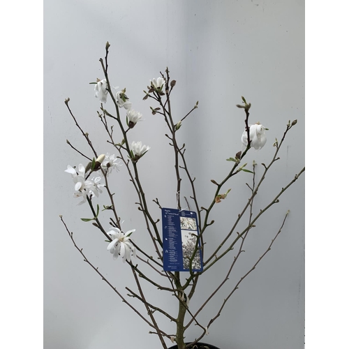 40 - ONE MAGNOLIA LOEBNERI WHITE 'LEONARD MESSEL' APPROX 120CM IN HEIGHT IN 7 LTR POT PLUS VAT