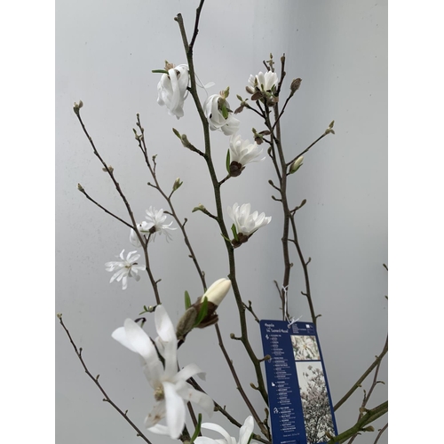 40 - ONE MAGNOLIA LOEBNERI WHITE 'LEONARD MESSEL' APPROX 120CM IN HEIGHT IN 7 LTR POT PLUS VAT