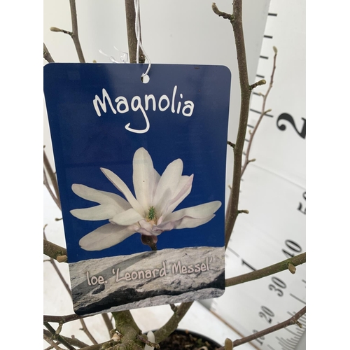 40 - ONE MAGNOLIA LOEBNERI WHITE 'LEONARD MESSEL' APPROX 120CM IN HEIGHT IN 7 LTR POT PLUS VAT