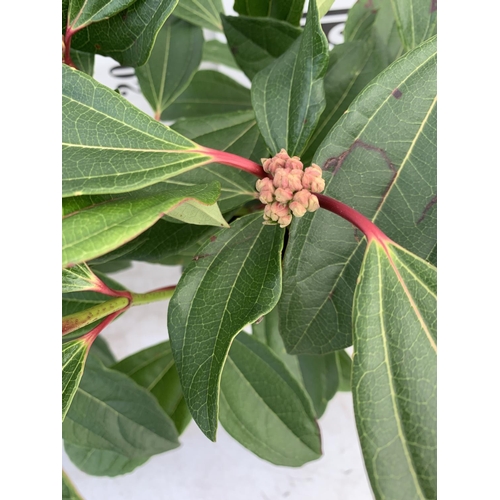 41 - TWO VIBURNUM 'DAVIDII' IN 2LTR POTS APPROX 40CM IN HEIGHT TO BE SOLD FOR THE TWO PLUS VAT