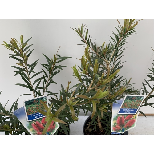 43 - TWO CALLISTEMON LAEVIS IN 2 LTR POTS 50CM TALL PLUS VAT TO BE SOLD FOR THE TWO