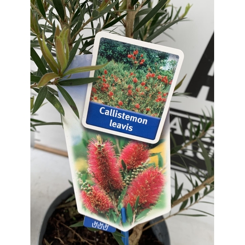 43 - TWO CALLISTEMON LAEVIS IN 2 LTR POTS 50CM TALL PLUS VAT TO BE SOLD FOR THE TWO