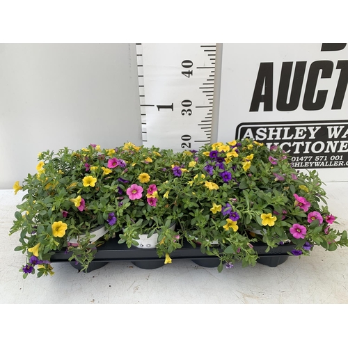 44 - EIGHT POTS CALIBRACHOA TRIOBELLS IN 2 LTR POTS PLUS VAT TO BE SOLD FOR THE EIGHT