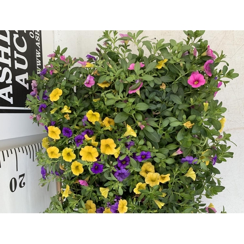 44 - EIGHT POTS CALIBRACHOA TRIOBELLS IN 2 LTR POTS PLUS VAT TO BE SOLD FOR THE EIGHT