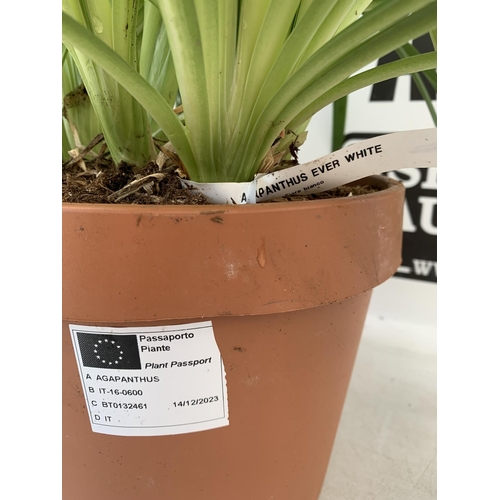 45 - TWO LARGE AGAPANTHUS 'EVER WHITE' IN 4 LTR POTS APPROX 60CM IN HEIGHT PLUS VAT TO BE SOLD FOR THE TW... 